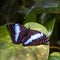 Morpho achilles on the leaf, Czech Botanical garden