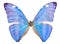 morpho adonis blue butterfly