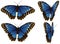 Morpho blue