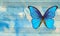 Morpho blue butterfly and notes. Butterfly melody. Photo of old music sheet in blue watercolor paint. Blues music concept. Abstr