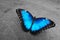 Morpho butterfly