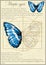 Morpho Cypris lat. Morpho cyprus. A series of vector illustrations imitating old sheets from a book about butterflies.