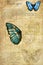 Morpho Cypris lat. Morpho cyprus. A series of vector illustrations imitating old sheets from a book about butterflies.