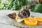 Morpho peleides butterfly on orange and banana fruits