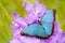 Morpho on the pink violet orchd flower bloom. Blue butterfly from Mexico. Colourful big insect in dark tropical forest, sitting on