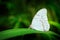 Morpho polyphemus, the white morpho, white butterfly of Mexico and Central America. Big white butterfly, sitting on green leaves,