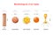 Morphological types and size of viruses