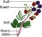 Morphology of blackberry branch with ripe berries, green leaves, flowers and titles