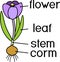 Morphology of flowering crocus plant