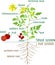 Morphology of flowering tomato plant with title