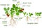 Morphology of garden strawberry plant