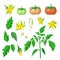 Morphology of healthy tomato plant. parts of tomatoes plant set. tomato plant, fruits of various ripeness, flowers