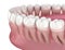 Morphology of human teeth. Medically accurate tooth 3D illustration