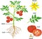 Morphology of tomato plant with green leaves, red fruits, yellow flowers and root system isolated on white backgro