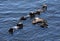 Morro Bay with a Group of Floating Sea Otters on Their Backs