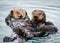 Morro Bay Sea Otters, California