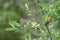 Morrow`s honeysuckle Lonicera morrowii, flowers and buds