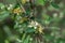 Morrow`s honeysuckle Lonicera morrowii, flowers and buds on a twig