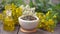 mortar with dried and fresh medicinal herbs plants on wooden table