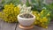 mortar with dried and fresh medicinal herbs plants on wooden table