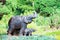 Mortar elephant statue in garden, Thailand art.