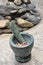 Mortar and Pestle