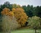 Morton Arboretum Fall Foliage #1