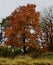 Morton Arboretum Fall Foliage 5