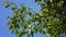 Morus tree with fruits at Hallim Park in Jeju, Korea