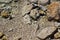 Mosaic Background Pattern Over Submerged Rocks