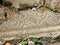 Mosaic fragment in Olympos, Turkey
