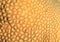 Mosaic of hard coral - brain coral