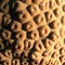 Mosaic of hard coral - honeycomb coral