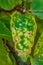 Mosaic on a hibiscus leaf