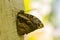 Mosaic Patterns on Butterfly Wings