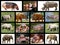 Mosaic photos big animals