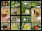 Mosaic photos of butterflies