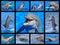 Mosaic photos of dolphins