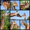 Mosaic photos of giraffes