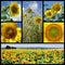 Mosaic photos of Sunflowers