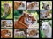 Mosaic photos of tigers