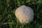 Mosaic Puffball