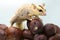 A mosaic sugar glider Petaurus breviceps is perched on a snakefruits which is one of his favorite foods.