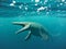 Mosasaurus, 17m aquatic lizard, between 70 and 66 million years ago