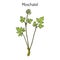 Moschatel Adoxa moschatellina , medicinal plant