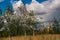 Moscow Kremlin next to birches and yellow meadow grass, nature o