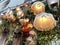 Moscow, Russia, December, 04, 2022. Lamps decorating the business center `Salt yard`. Moscow.â€‹ Solyanka Street,