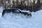 Moscow, Russia - February 15, 2021: Kia Mohave 2021 black SUV stands on the road in winter forest, snowdrifts. Side view