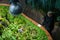 MOSCOW, RUSSIA - MARCH 12, 2018: A visitor in the Aptekarsky Ogorod. In the greenhouses there are exotic and rare plants