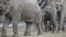 MOSCOW - SEPTEMBER 27: Moscow Zoo Asian elephant mother and baby are walking on September 27, 2019 in Moscow, Russia